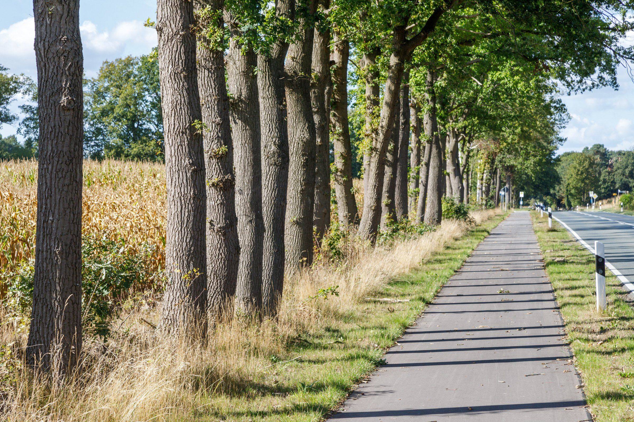 Von Bäumen gesäumter Radweg zwischen Bad Zwischenahn und Ocholt im Ammerland